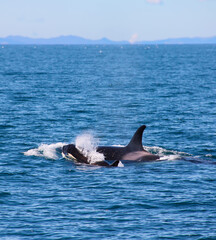 Fototapeta premium Orca or Killer Whales. Mother with calf. Hauraki Gulf, New Zealand.
