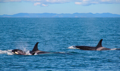 Orca or Killer Whales pod. Two adults with calf. Hauraki Gulf, New Zealand. Coromandel Peninsula in the distance.