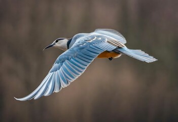 great blue heron in flight - obrazy, fototapety, plakaty