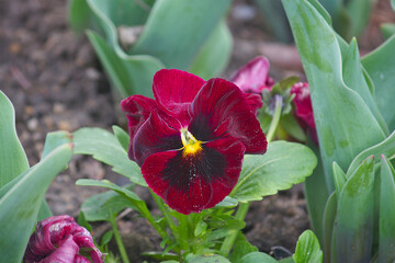 burgundy pansy flower close-up in a spring garden bed