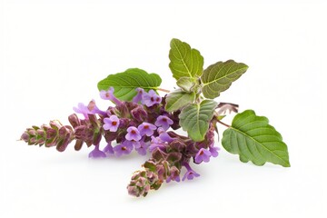 patchouli essential oil in the glass bottle, with fresh patchouli leaves, patchouli oil, aromatic oil, cosmetic product