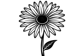 Daisy silhouette  vector and illustration