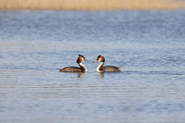 A pair of Great Crested Grebes (Podiceps cristatus) display courtship behaviour surrounded by blue water and with reeds in the background. Yorkshire, UK in Spring