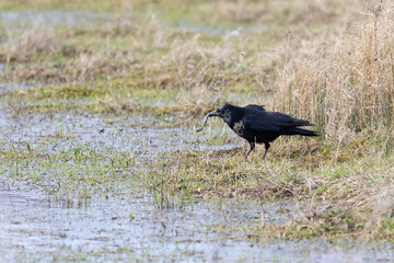 A common carrion crow (corvus corone) feeds on carrion at a wetland habitat in Yorkshire, Spring