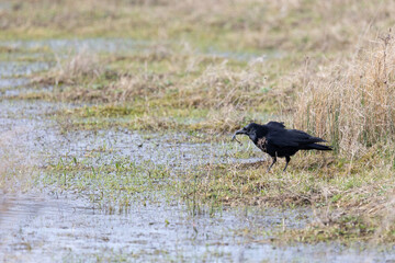 A common carrion crow (corvus corone) feeds on carrion at a wetland habitat in Yorkshire, Spring