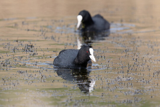 A Pair of Coots (Fulica atra) swim towards the camera. Yorkshire, UK in Spring