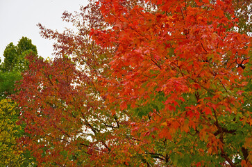 Odori Park in Hokkaido.