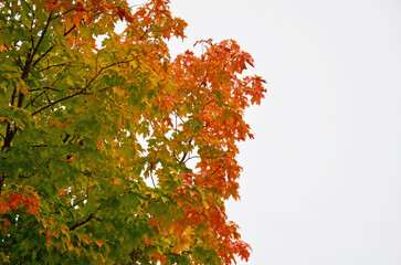 Odori Park in Hokkaido.