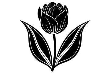 Tulip silhouette  vector and illustration