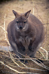 Bennet Wallaby (Macropus rufogrisens).