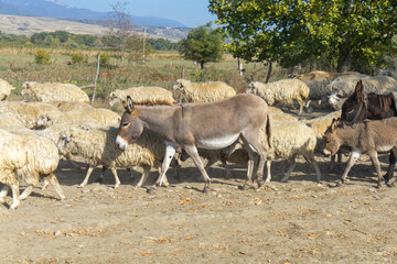 A flock of sheep and donkey on a dirt road blocked the roadway and raised dust. The shepherd is not visible. Bright sky with clouds.