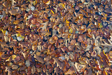 Buntes Herbstlaub auf Wasser