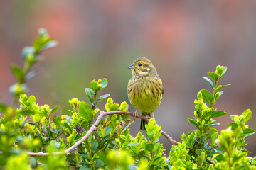 Adult female yellowhammer (Emberiza citrinella), beautiful and colorful passerine bird in the...