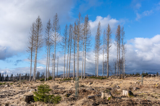Dead trees in the Harz Mountains, tree mortality due to the bark beetle