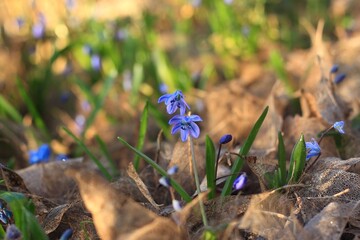 Blue flowers of Siberian scilla, lat. Scilla siberica. Flowering bulbous plant in spring garden growing from autumn leaves.