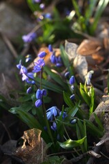 Blue flowers of Siberian scilla, lat. Scilla siberica. Flowering bulbous plant in spring garden growing from autumn leaves.