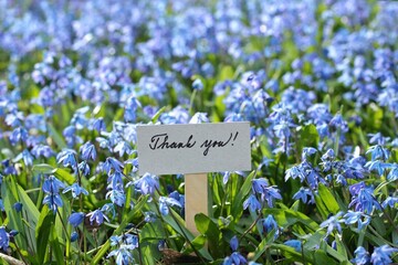 Thank you card placed among bluebells.  Welcoming card and natural background of Siberian scilla, lat. Scilla siberica in spring garden.