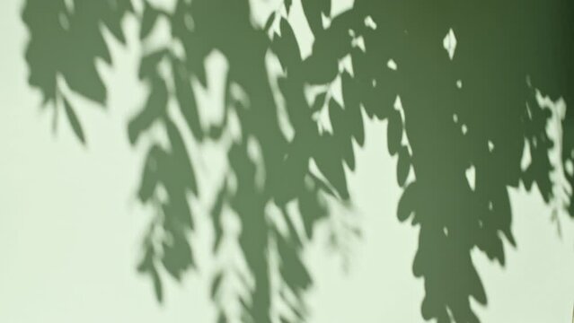 Transparent soft light and shadows from branches, plant, foliage and leaves. Sun and shadows. Gray shadow of the leaves on a wall. Space for text. Product presentation, mockup for advertising. 