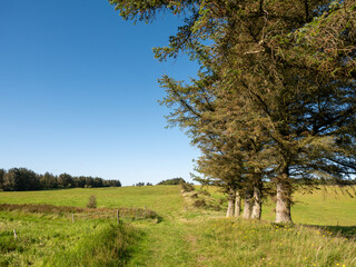 Obraz premium Autumn landscape with meadows and conifer trees on Livo island, Limfjord, Denmark