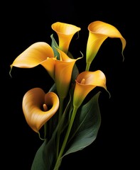 Bouquet of Calla lily over black background - 763909728