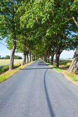 Trip Long Way Forward / Straight tree tunnel lined empty asphalt road at countryside lead to horizon (copy space) - 763910331