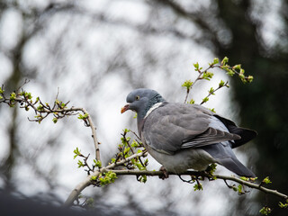 Common wood pigeon gracefully standing on a branch and feeding on new growth in spring. Wild Pigeon or dove bird with red-eye is standing alone