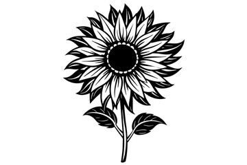 Sunflower silhouette  vector and illustration