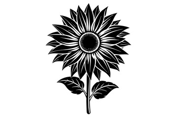 Sunflower silhouette  vector and illustration
