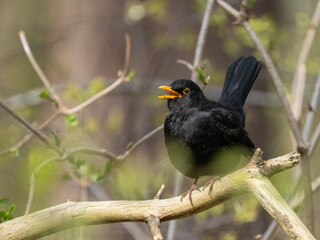 Amsel
