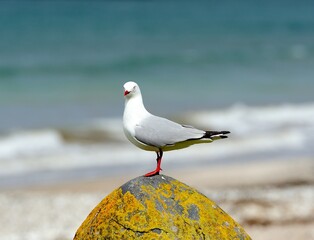 Silver Gull standing on a boulder