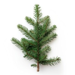 Branch of green Balsam on a white background. AI