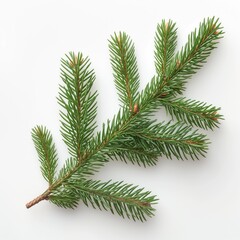 Branch of green Balsam on a white background. AI