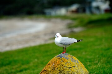 Silver Gull standing on a boulder