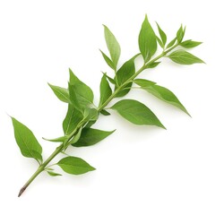 Obraz premium Green leaves on a white background AI generated