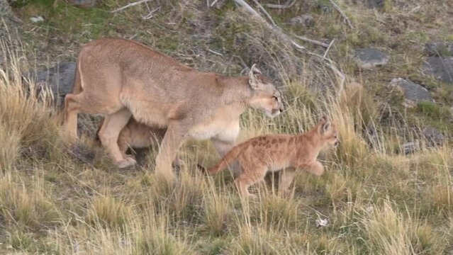Family of pumas with two little cubs walking between bushes in Patagonia Chile. High quality FullHD footage