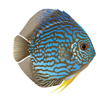 Diskusfisch Blau