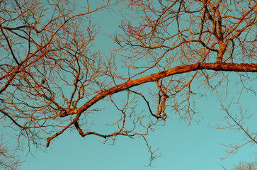 branches against sky