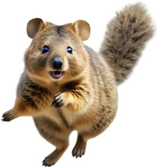 Obraz premium Watercolor painting of a cute quokka (Setonix brachyurus).