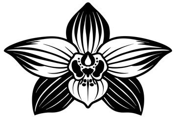 Orchid  silhouette  vector and illustration