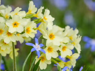 Fototapeta premium close up of one glory of the snow with primrose