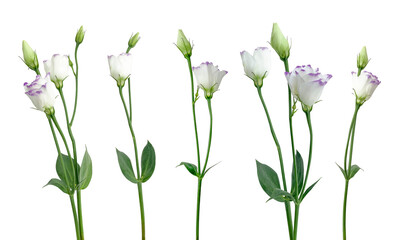 A collection of colors highlighted on a white background. Eustoma. Delicate, spring-like, white flowers with purple petals and green leaves.