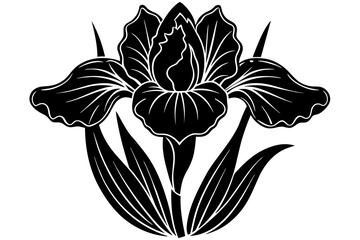 Iris silhouette  vector and illustration