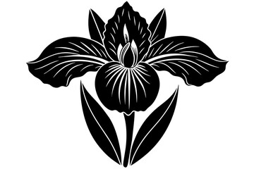 Iris silhouette  vector and illustration