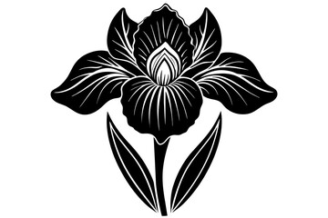 Iris silhouette  vector and illustration