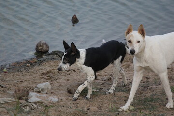a beautiful dog  in a field in dry lake