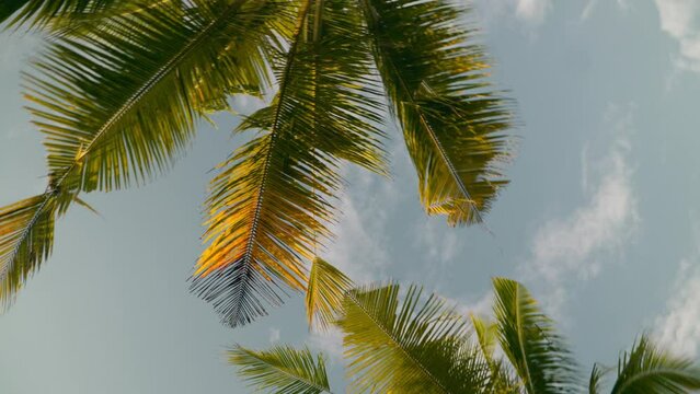 Beautiful palm trees on island 4k 