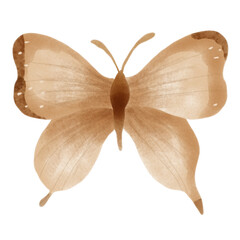 butterfly on white background