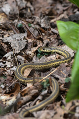 Obraz premium Common garter snake surrounded by dry leaves