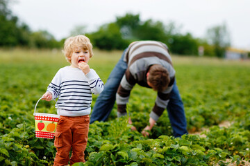 Happy family of preschool little boy and father picking and eating strawberries on organic bio...