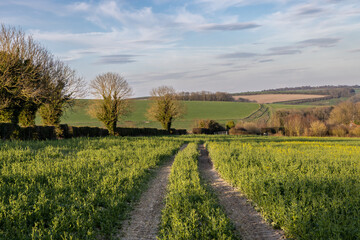 Fototapeta na wymiar A pathway through farmland in Sussex on an early spring afternoon